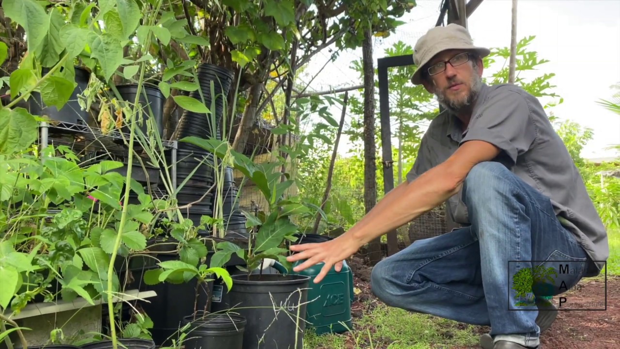 Breadfruit / Ulu Class preview, How to grow and use. Ulu is the new potato!