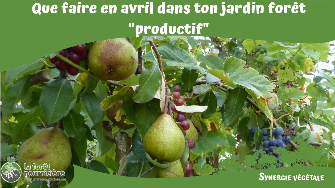 Que faire en avril dans ton jardin forêt 