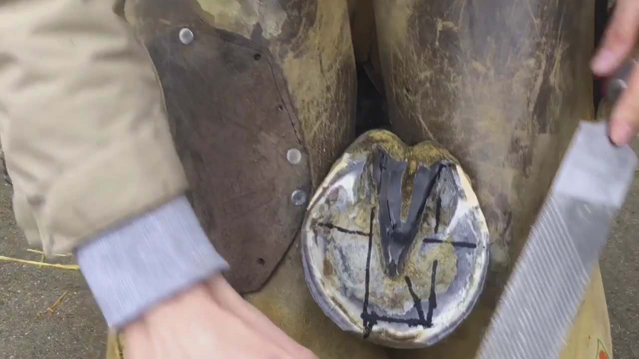 Herraje de un caballo con herraduras pegadas