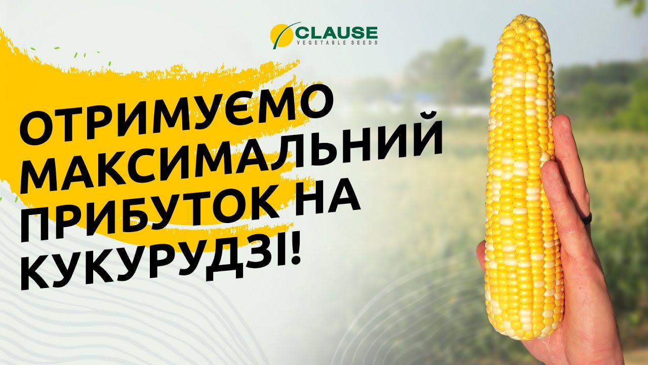 ПРИБУТКОВИЙ БІЗНЕС НА КУКУРУДЗІ