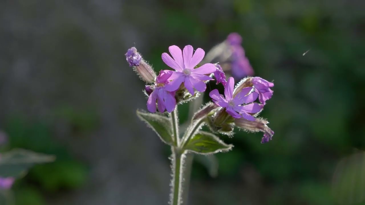 Ontdek natuurbegraafplaats Landgoed Mookerheide nabij Nijmegen