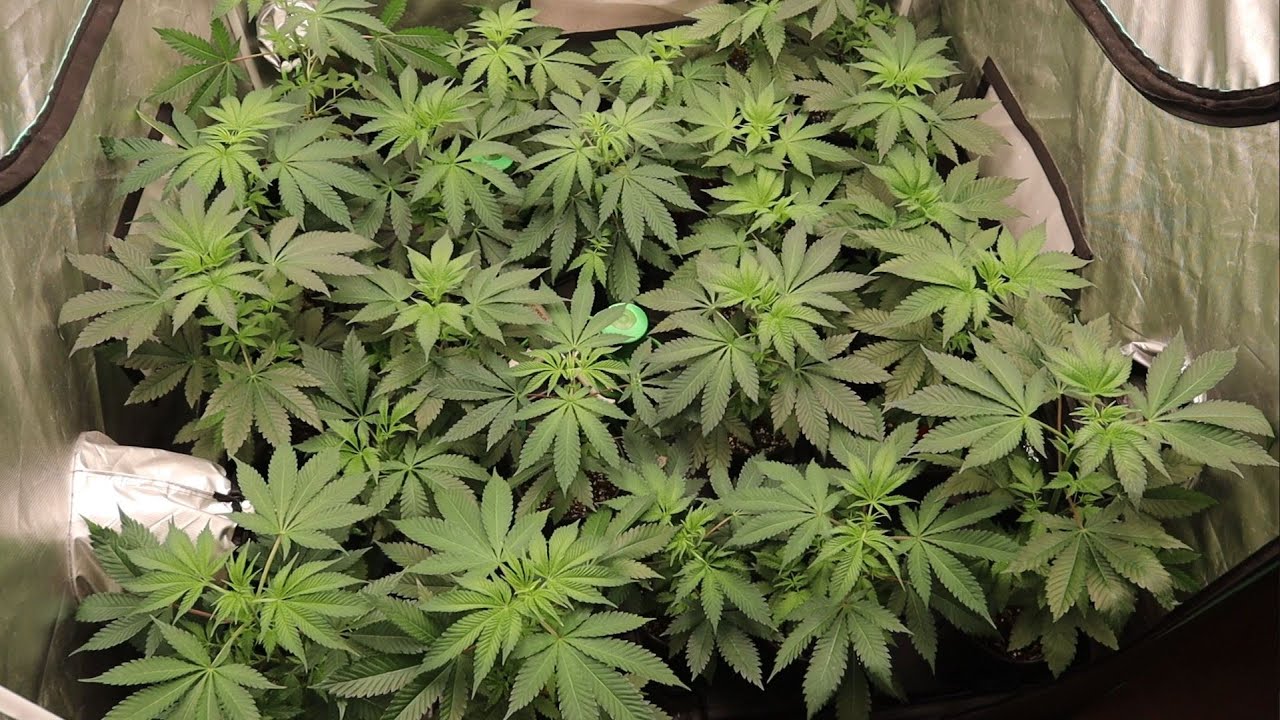 4x4 Tent, 23 PLANT PHENO HUNT Start of Flower!