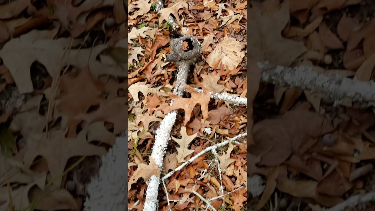 Foliose lichens and peek-through tree knot