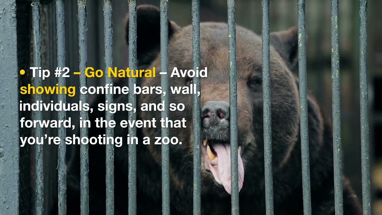 How To Sustain Your Career In Wildlife Photography | Patrick Ryan McCann