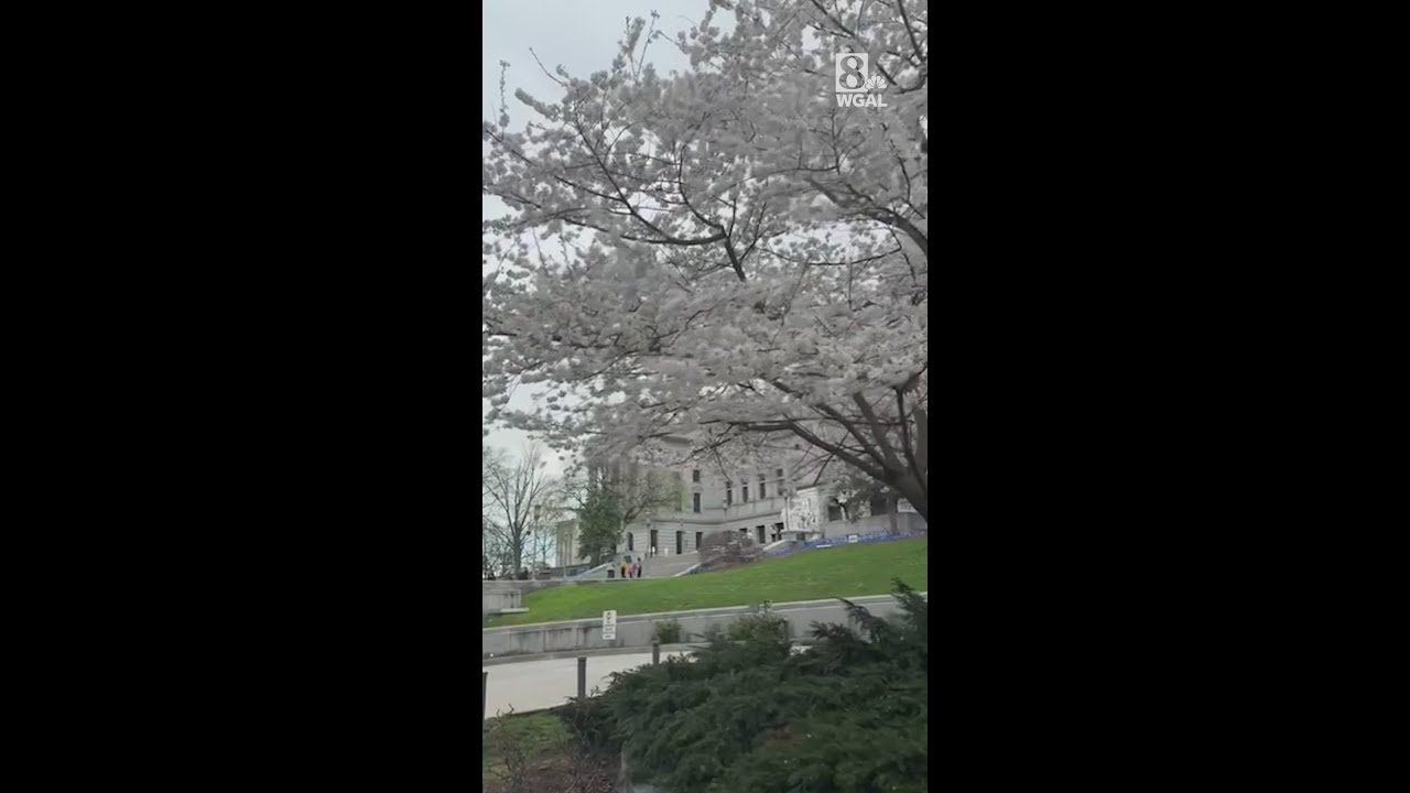Spring paints picturesque scenes at the Pennsylvania State Capitol