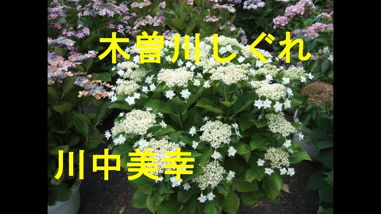 木曽川しぐれ/川中美幸　Cover♪あいさい・・♪