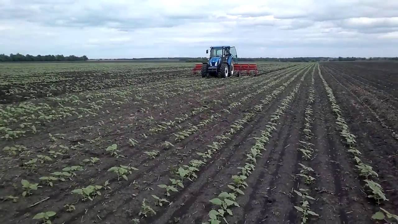 Выращивание подсолнуха.