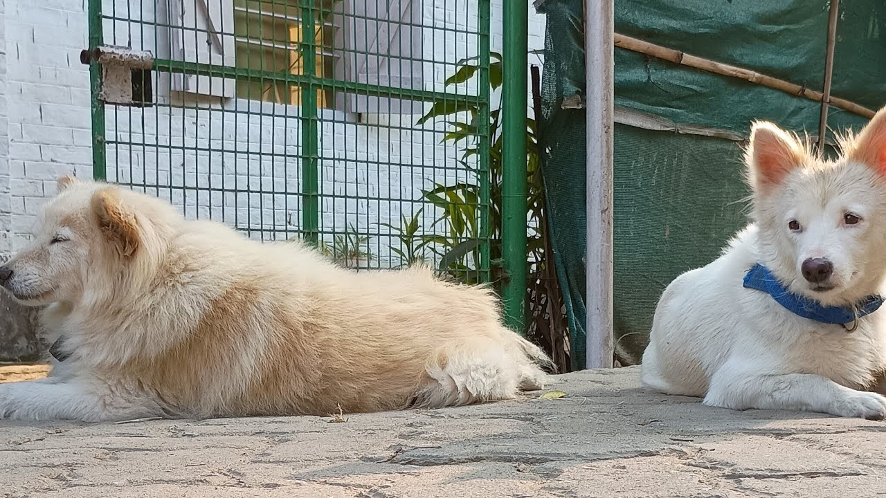Life with Dogs is live chiku tuntuni tuntuni coco kindness