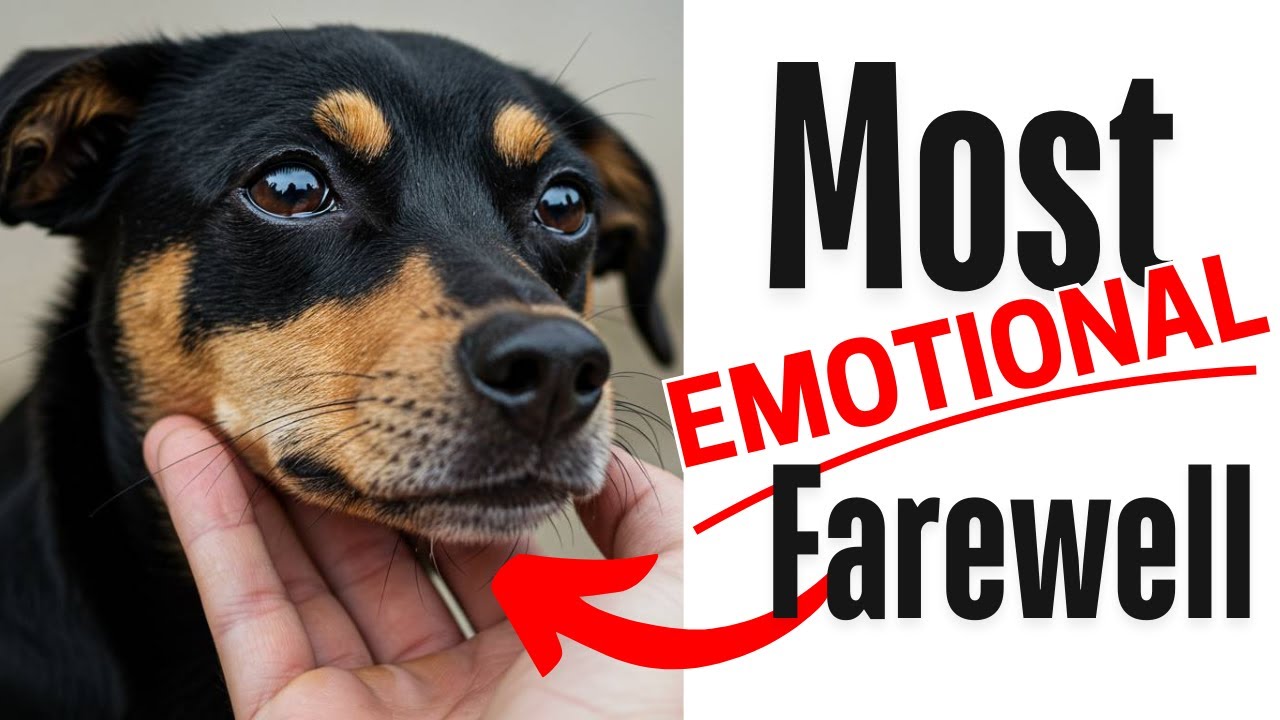 Saying Goodbye to Tank | emotional pet stories | The Hardest Decision of My Life
