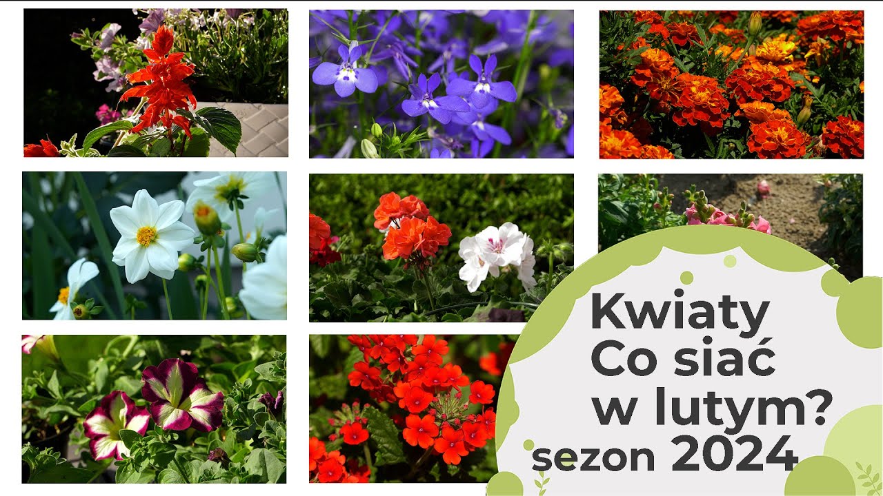 Jakie kwiaty wysiewamy w lutym? Które kwiaty można wysiać już w lutym? 🌼