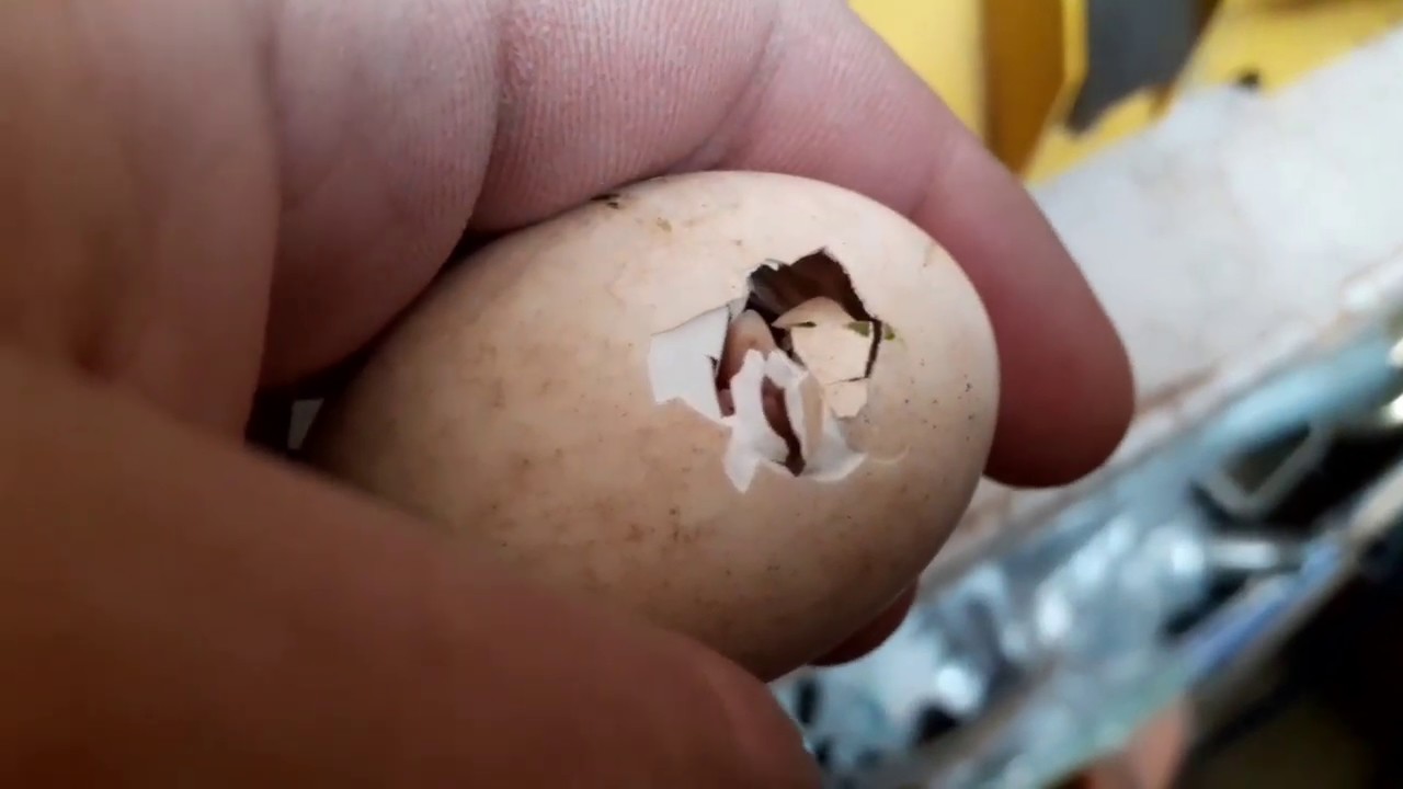 Nacimiento de pollitos desfasados, que hacer y que no hacer