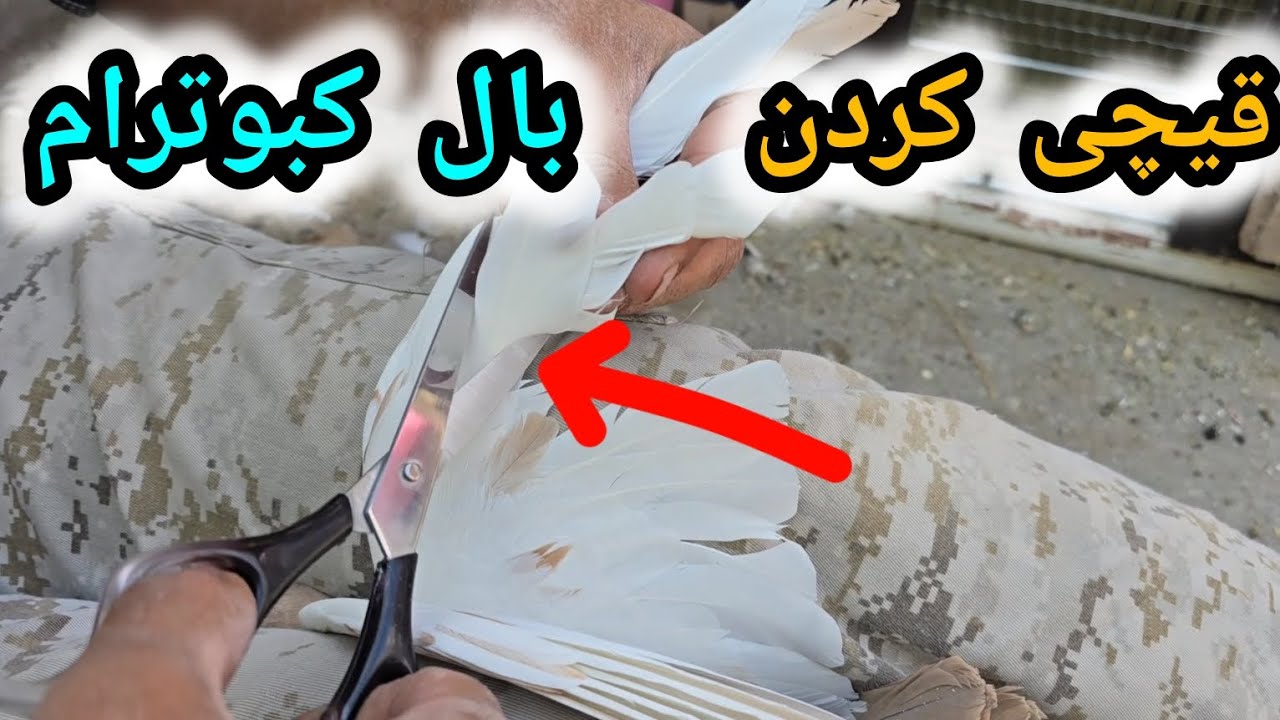 آموزش قیچی کردن بال کبوتر | پر های تمام کبوتر هامو قیچی کردم