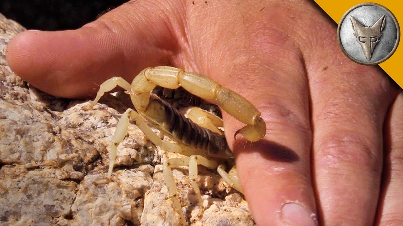 GIFTIGER SKORPION STICHT MICH VORSÄTZLICH 😱 Überlebe ich den Stich? | Brave Wilderness Deutsch
