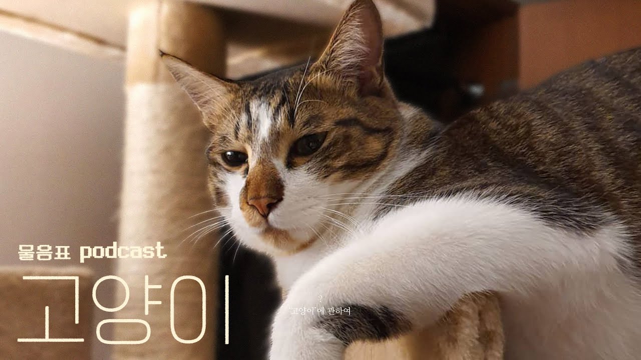 강아지파의 고양이 매력 탐구 ? 팟캐스트 EP.03