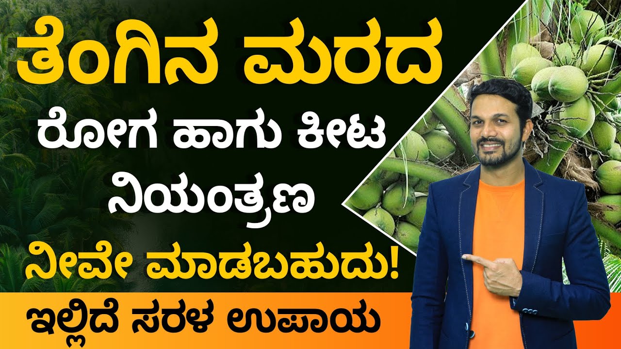 How To Control Diseases In Coconut Tree | How To Get Rid Of All Coconut Tree Diseases In Kannada