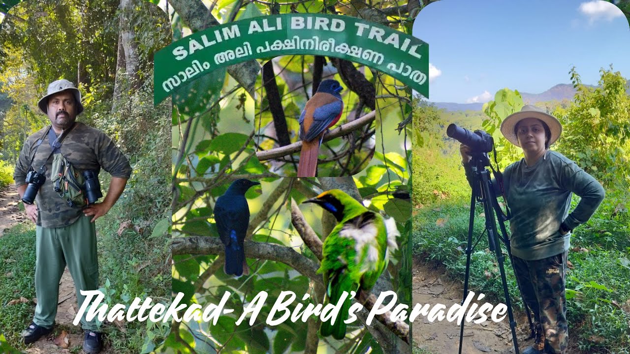 Birder's Paradise:Discovering Incredible Kerala-Part 1 #wildlife #birdlife #incrediblekerala #kerala