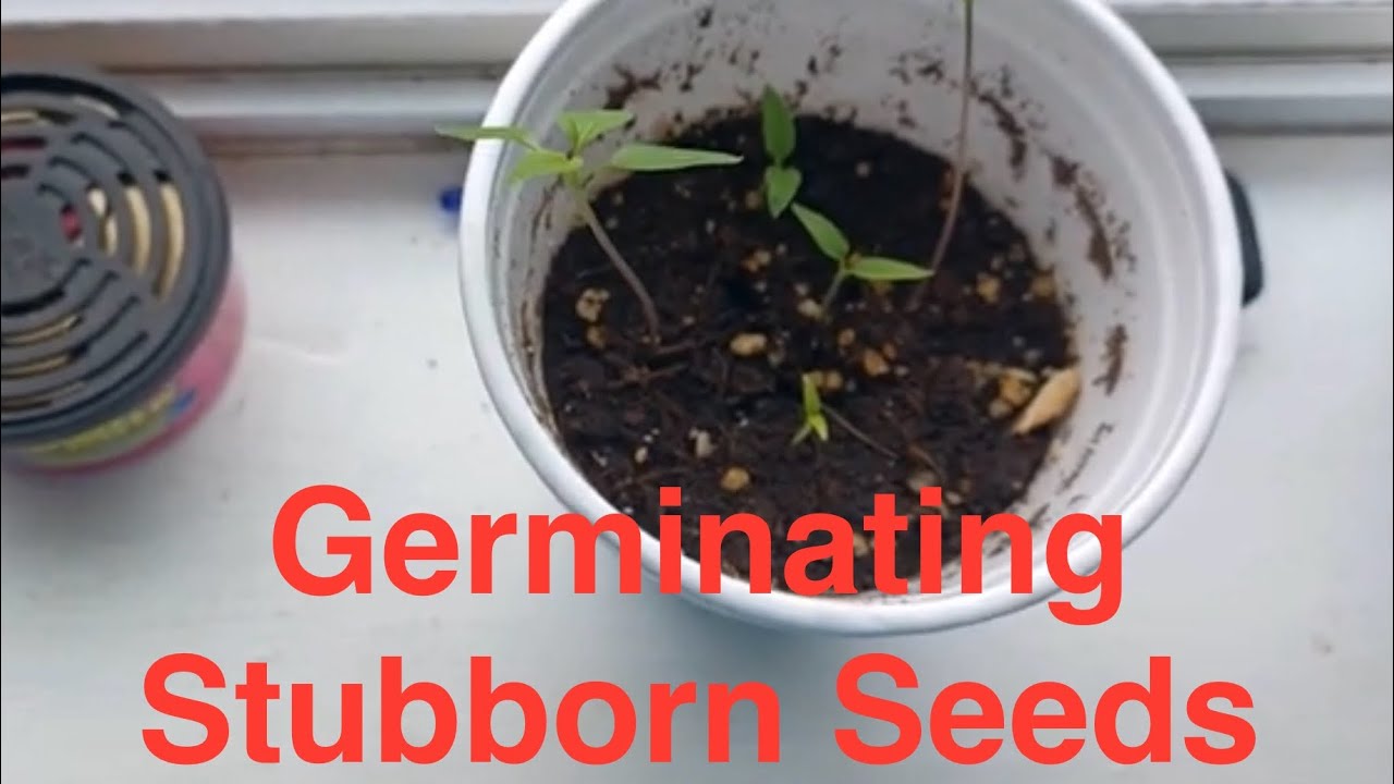 How we Grow Chiltepin (Bird Peppers) from Seed