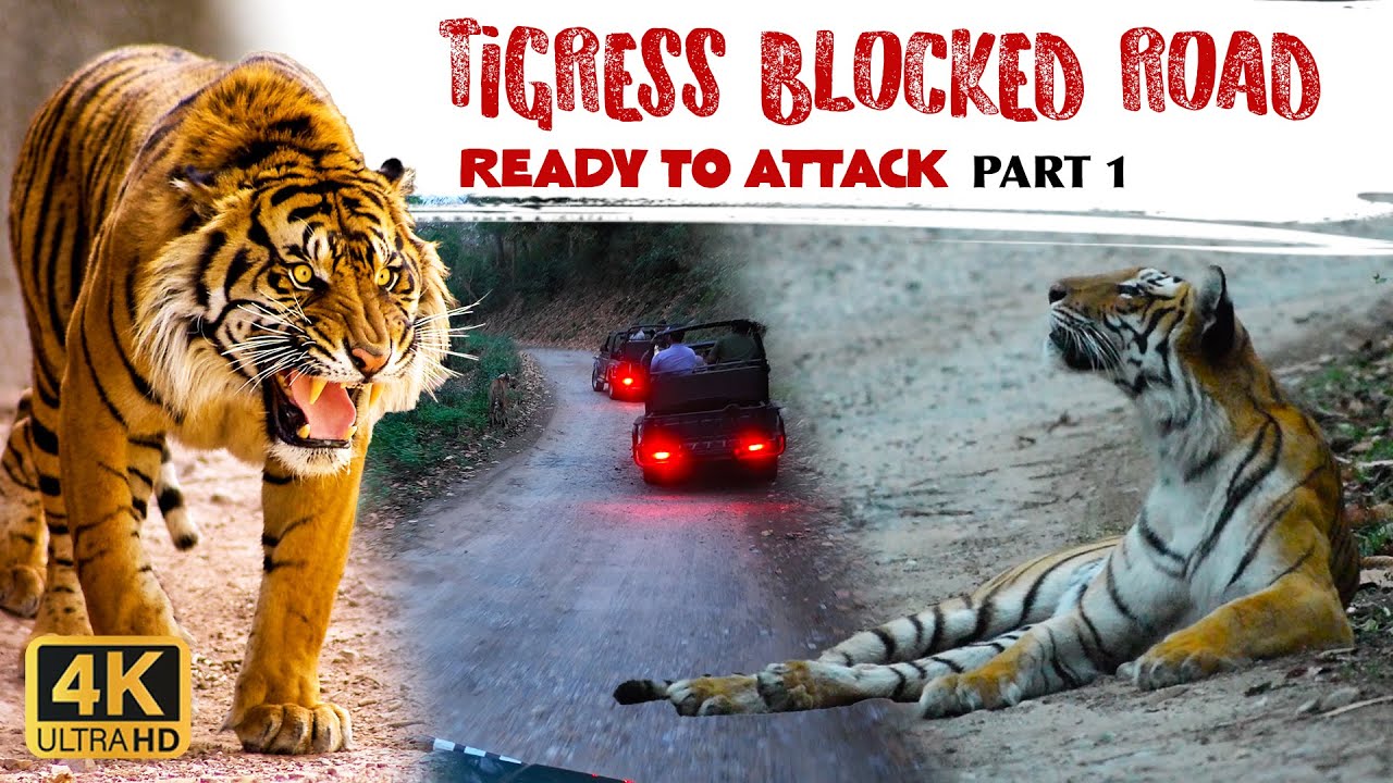 ANGRY Tigress ne Rasta Rok Diya! | Jim Corbett Dhikala Safari | E12 | P1 | S1