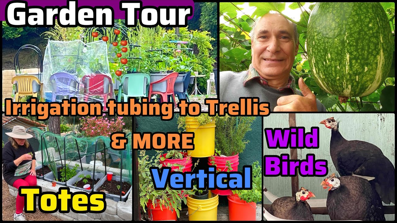 Garden Tour GROW Free & Cheap Tomatoes Peppers Zucchini Cucumber Lettuce Collard Container Gardening