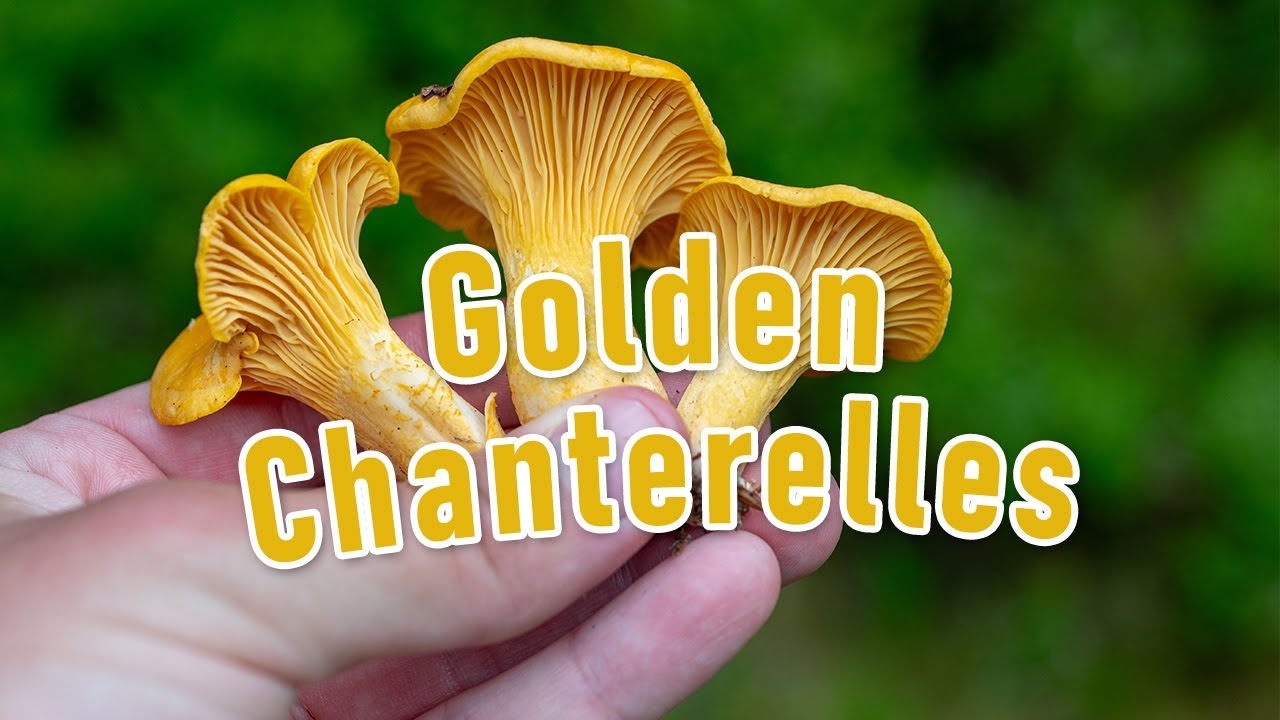 Golden Chanterelle Mushroom Foraging - End of July 2023 - Cantharellus cibarius - Mushrooms - Fungi