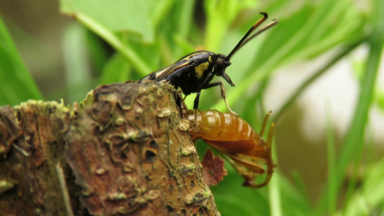 Synanthedon spheciformis hatching 2018