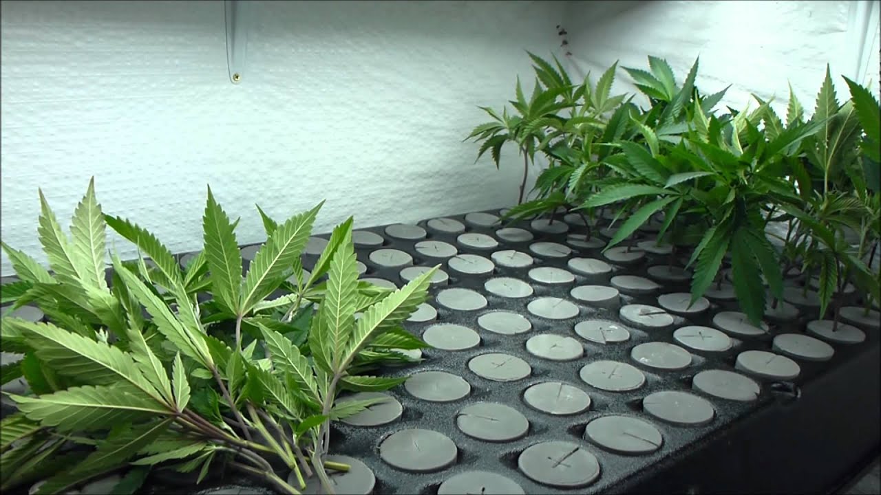 Medicropper On Cloning