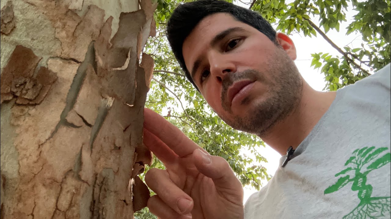 למה מתקלף לי העץ ? ולמה יש סדקים בגזע ?