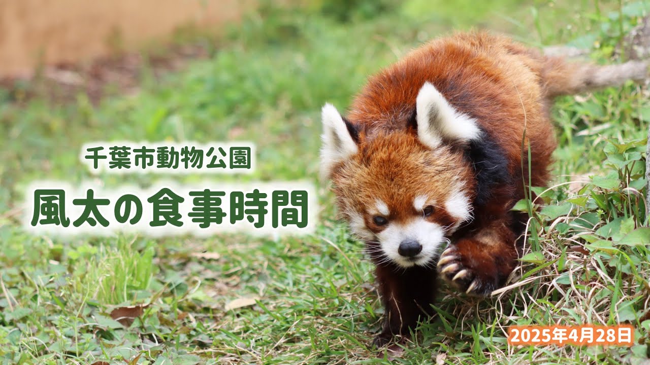 2025年4月28日　風太の食事時間