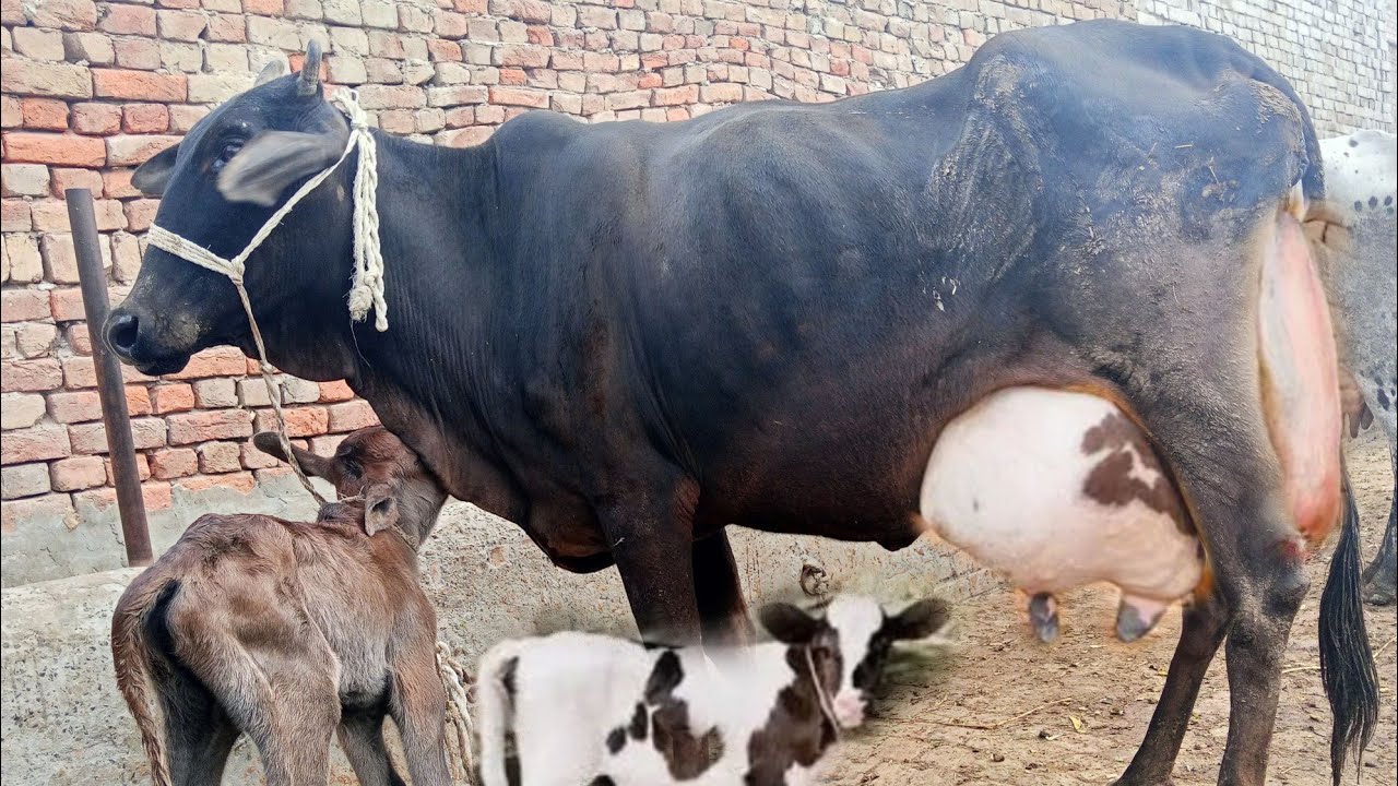 (ph,03067684474), Dade,31,12,2025,مہیا سال کی اوفر