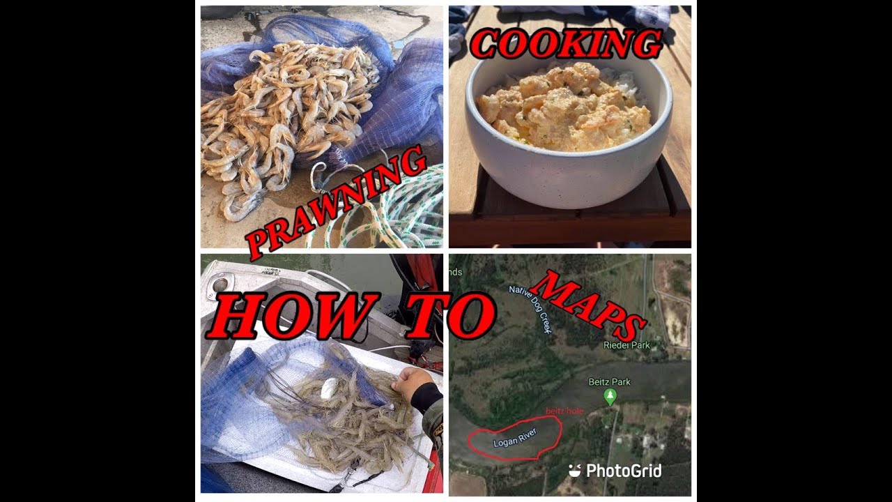 THE PRAWNS are STILL ON. How to, maps and catch and cook