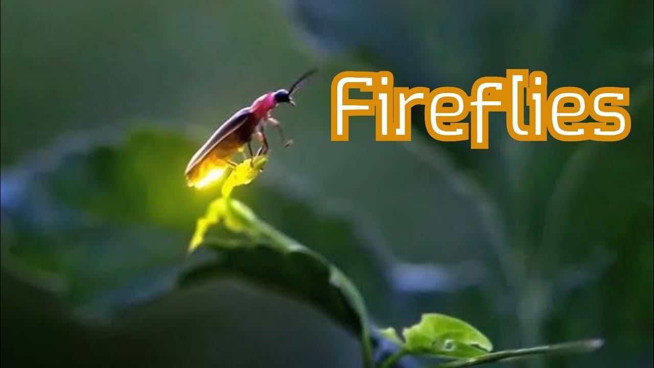 lightning bugs | Firefly Facts