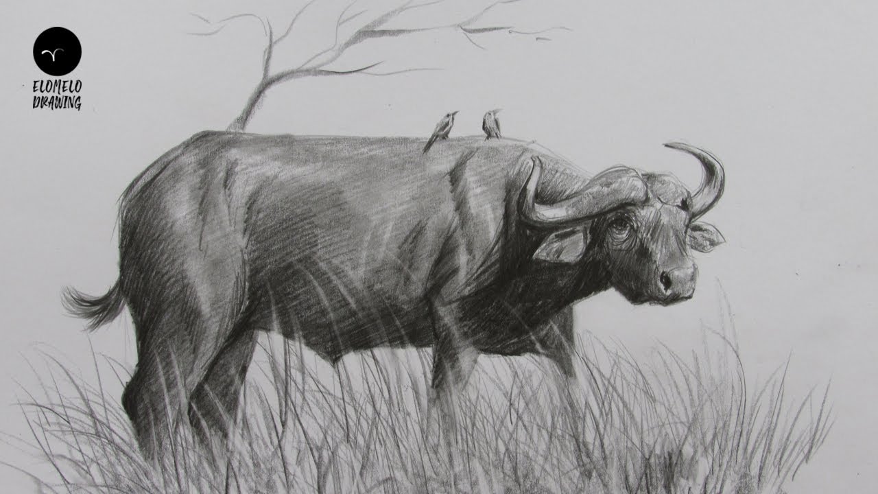 How To Draw A Buffalo : Pencil Sketch : Buffalo Drawing