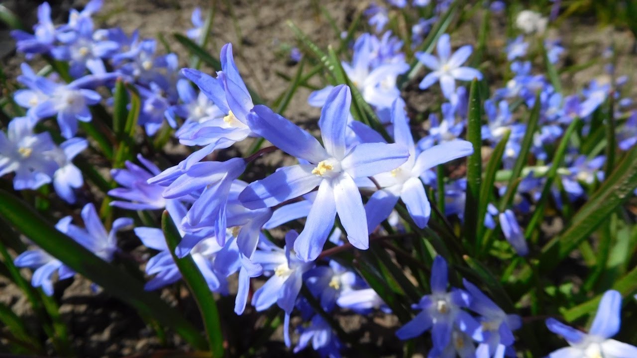 Squill (Scilla Siberica 2022), the Siberian squill or wood squill. A spring bulb.