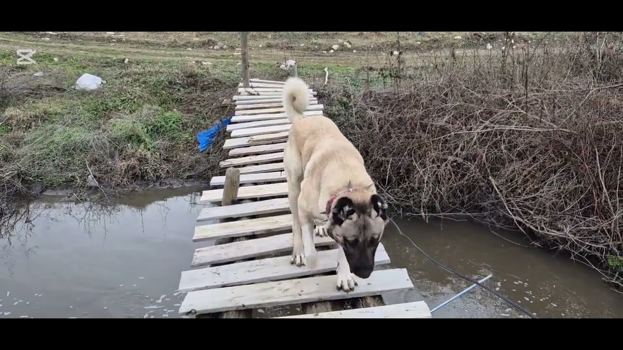 BARUTLA DAĞ ĞEZİSİ 