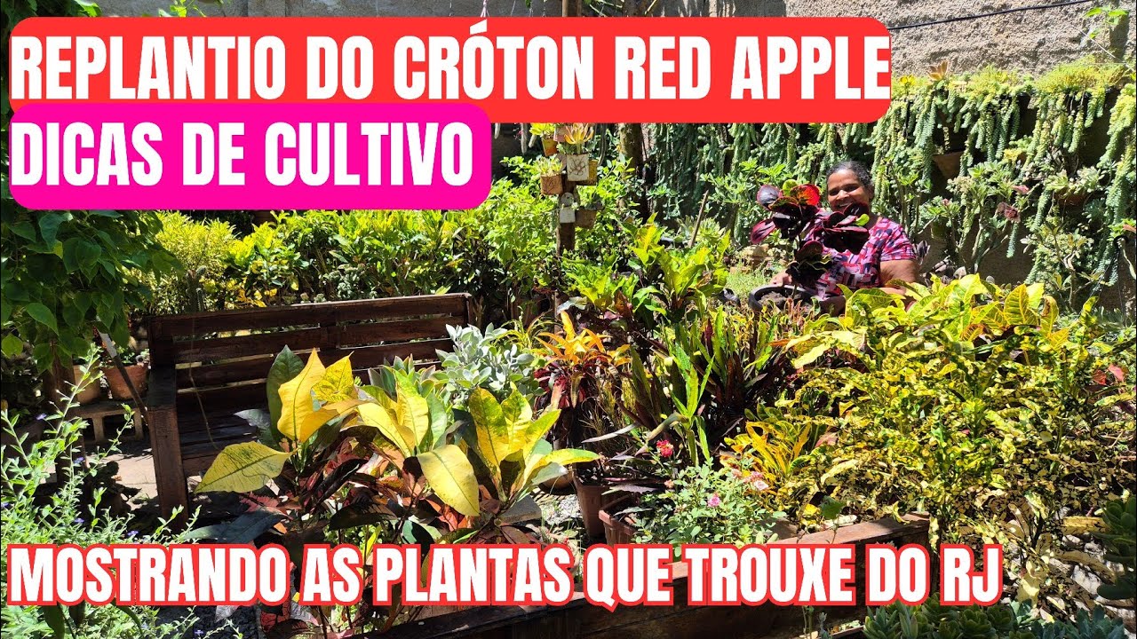 COMO FAZER REPLANTE DO CRÓTON RED APPLE: DICAS DE COMO CULTIVAR PARA CRESCER FORTE E SAUDÁVEIS 
