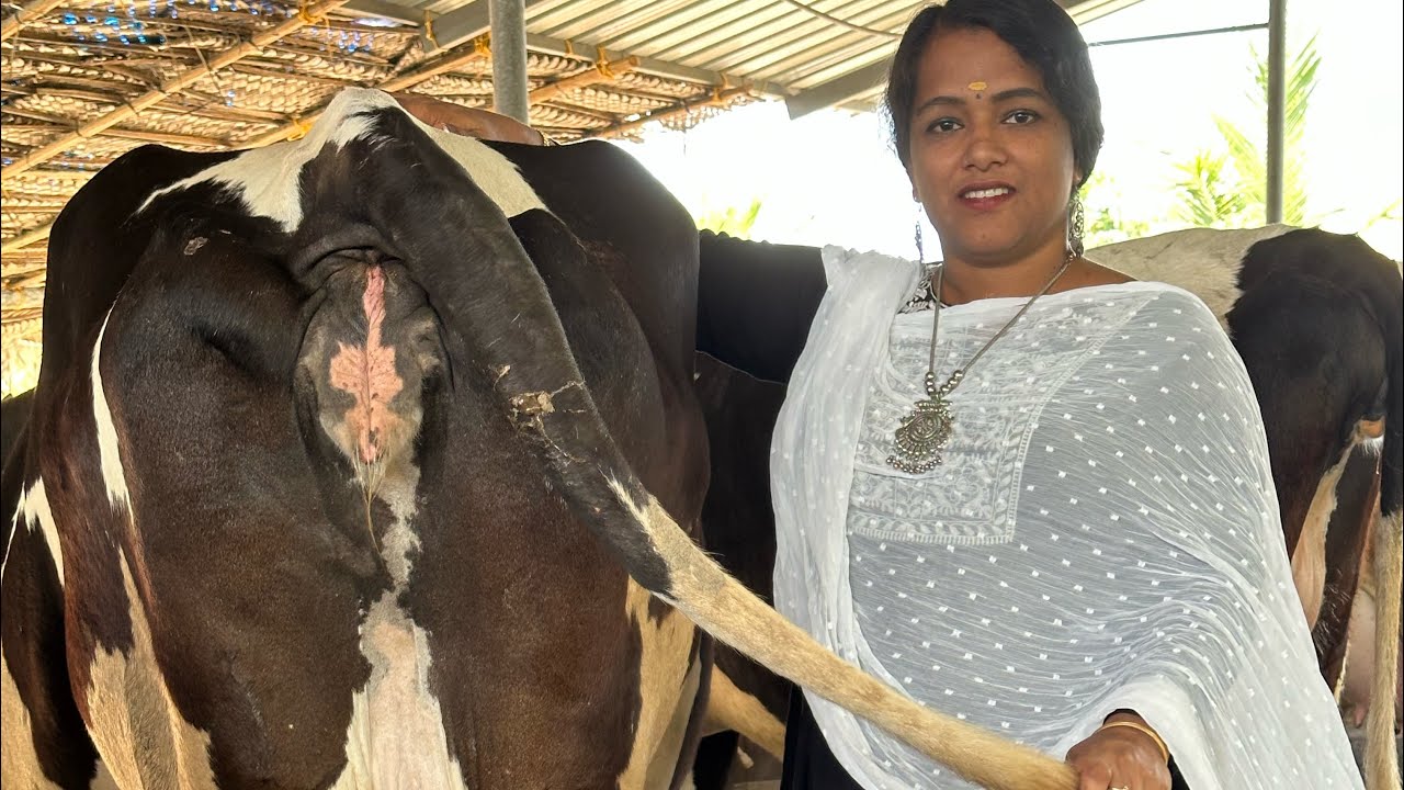 മാസം 200 പശുക്കളെ വിൽക്കുന്ന LLB വിദ്യാർത്ഥിനി COW FARM IN KERALA