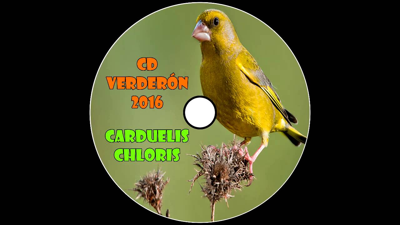 CD Educación Verderón 2016 / Carduelis Chloris Song