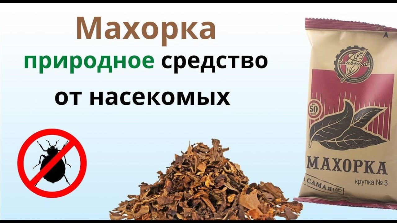 МАХОРКА наносит СМЕРТЕЛЬНЫЙ УДАР по КЛОПАМ!