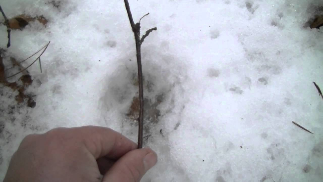 Bobcat and Coyote: Tracking in the Snow