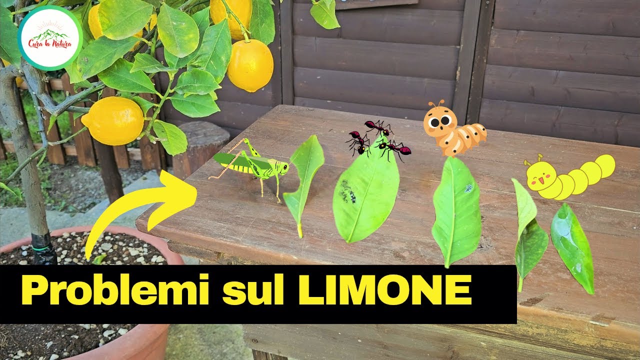 Problemi Comuni Dei LIMOMI