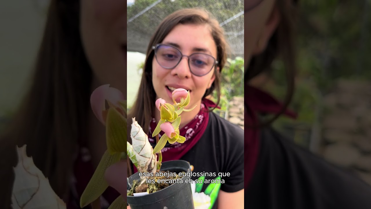 Cultivo de Orqu&iacute;deas Mormodes