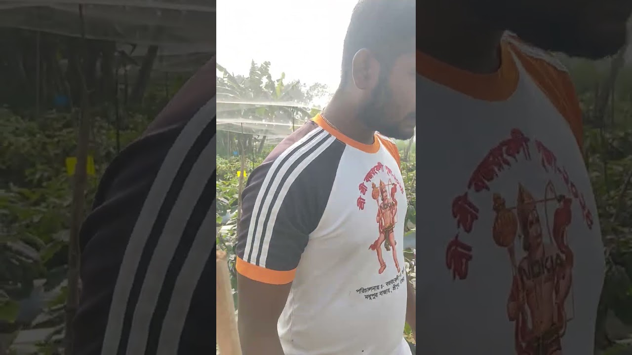 মালচিং পদ্ধতিতে বেগুন চাষ, এগ্রো ওয়ান সীডের বিগ বস ১০