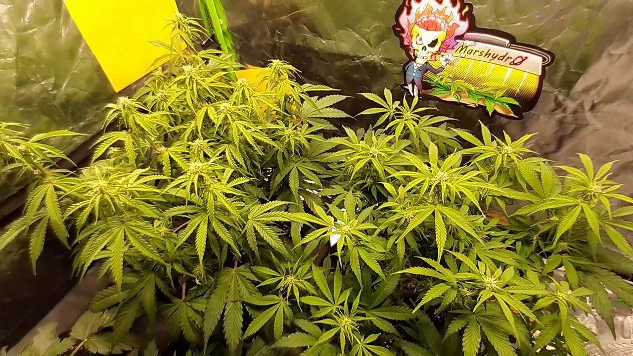 Winter Grow, Gorilla Glue Auto, Week 6. #MarsHydroSp150