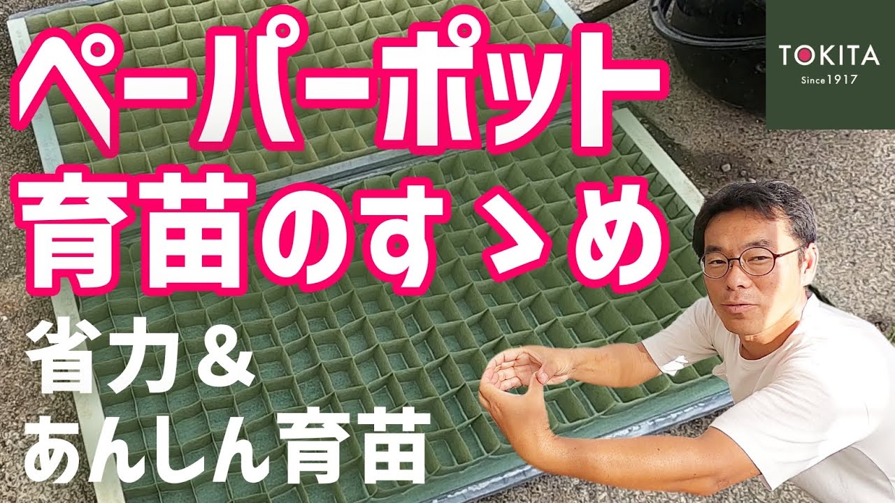 【家庭菜園】ペーパーポット育苗は良いことがたくさん！オススメの理由を解説【農業】