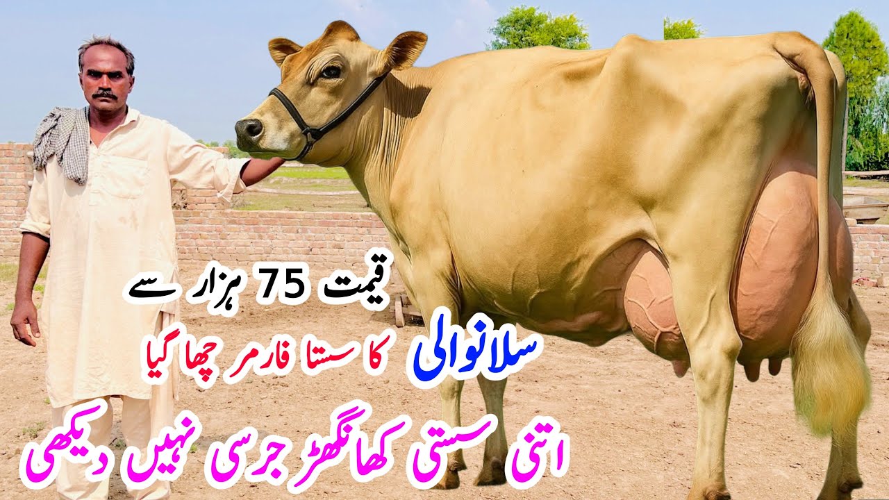 🐄 Khanger Cows | Jersey & Friesian Dairy Cows for Sale in Pakistan 2025