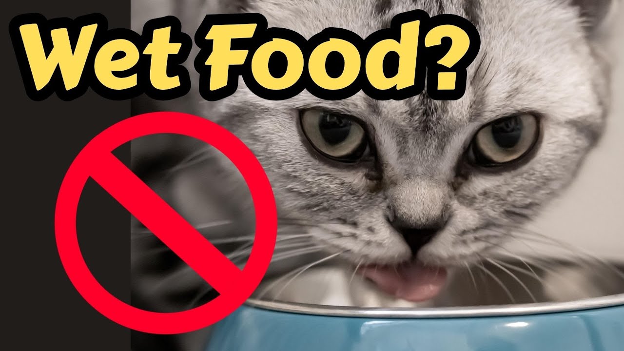Why Is My Cat Refusing To Eat Wet Food?