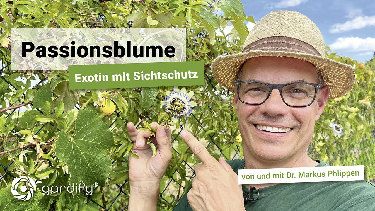 Passionsblume - exotische Kletterpflanze am Maschendraht | gardify Tipps