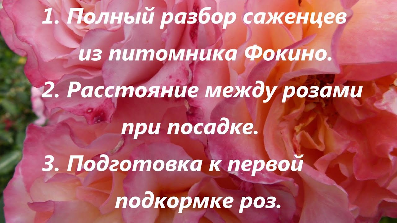 Как правильно посадить саженцы из питомника Фокино.