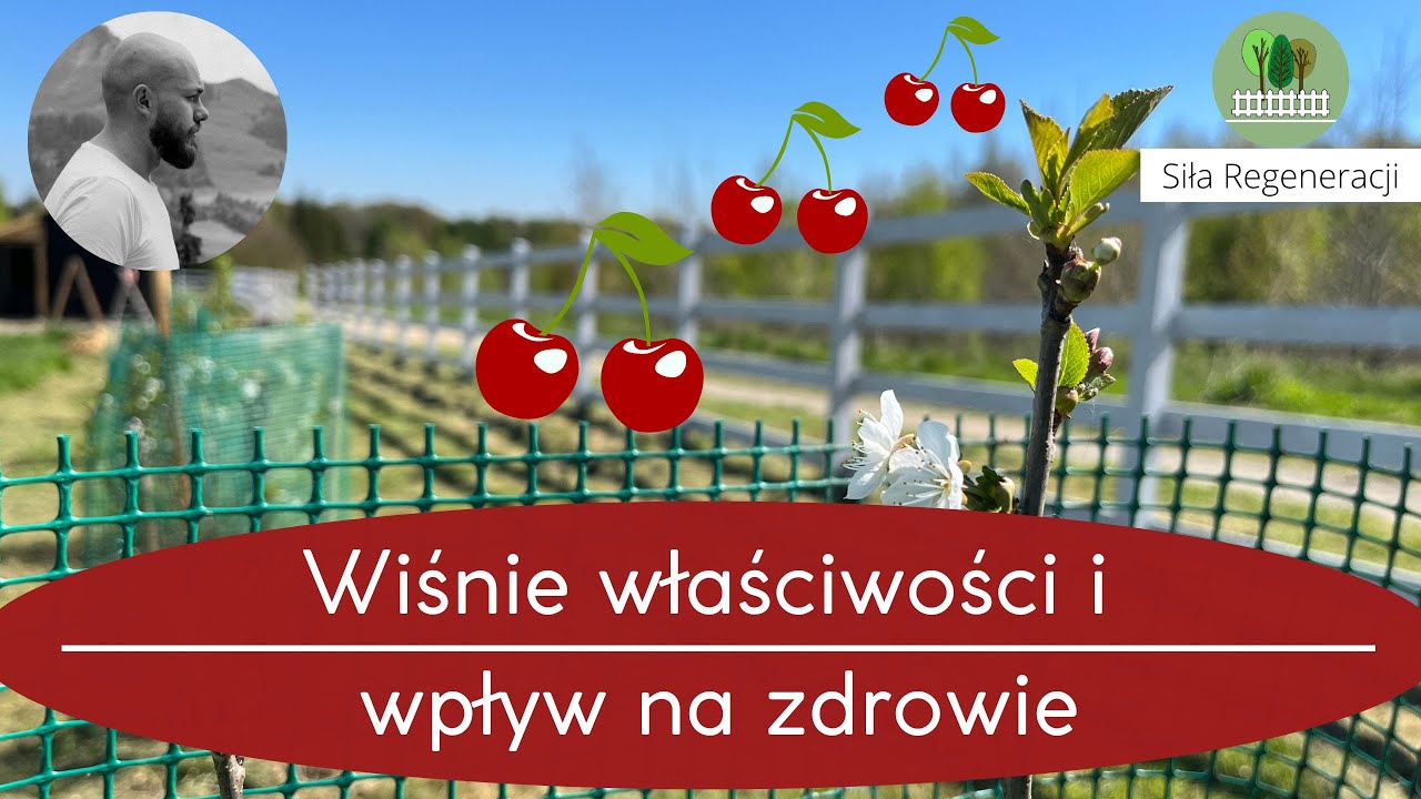 Wiśnie właściwości i wpływ na zdrowie