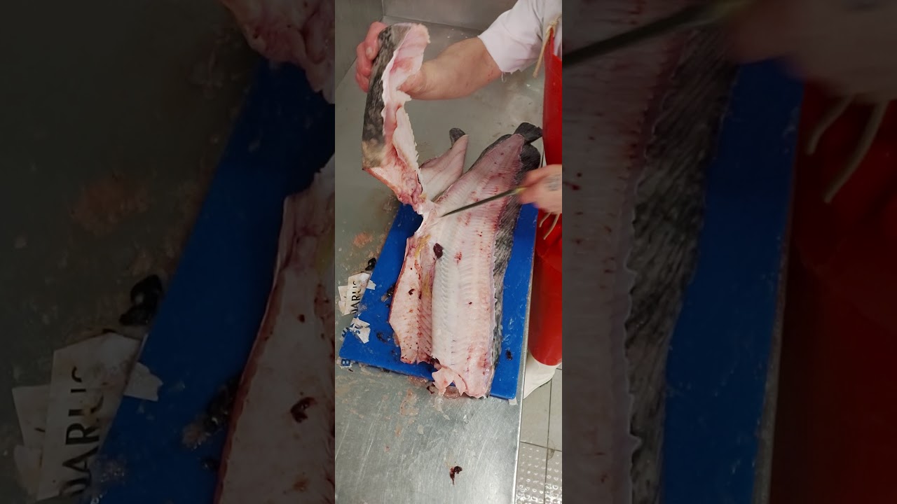 Ronaldthefish how to fillet  a sea cat / seawolf
